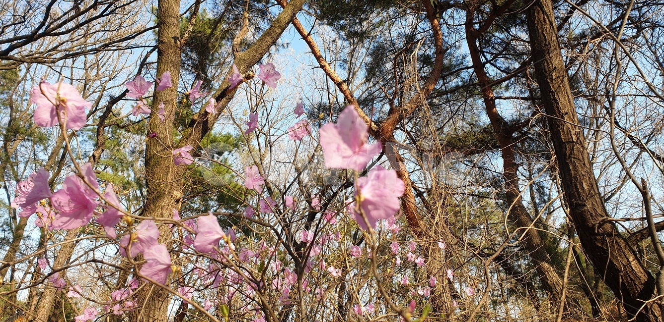 진달래,진달래꽃,꽃,식물,봄꽃,plant,flower,분홍색