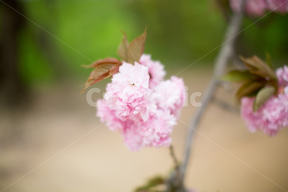 봄,벚꽃,겹벚꽃,분홍색,꽃,플라워,분홍분홍,꽃나무,꽃놀이,flower,doublecherryblossoms,cherryblossoms