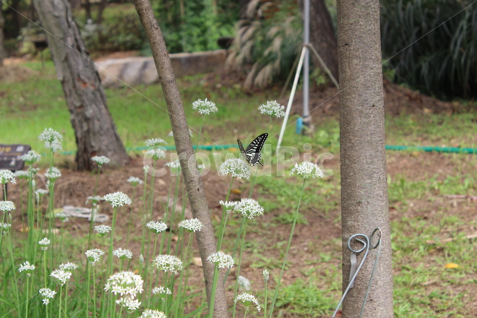 나비,자연,꽃,flower,butterfly