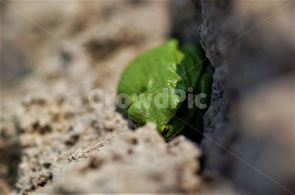 개구리,자연,여름,낮잠,바위,생태,동물,animal,파충류,양서류,reptile,amphibian
