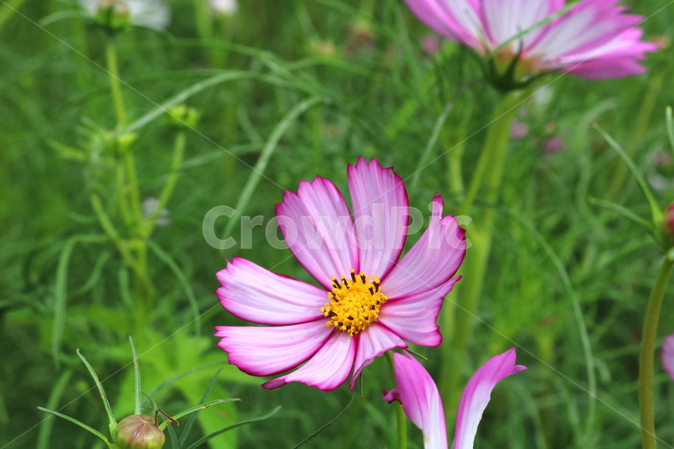 꽃,코스모스,코스모스꽃,식물,국화과,가을,식물,자연,plants,nature,꽃,flower