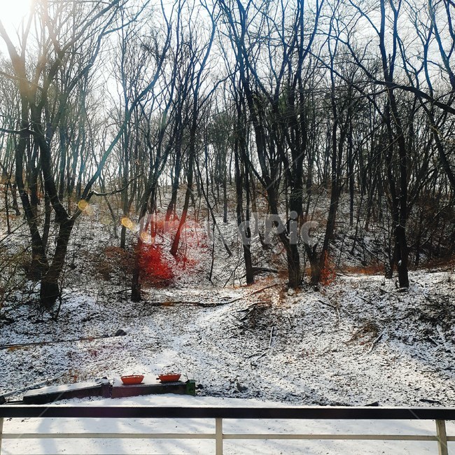 겨울,눈,풍경,감성,집,겨울,계절,winter,season,자연,풍경,nature,landscape,tree,나무,plant,식물