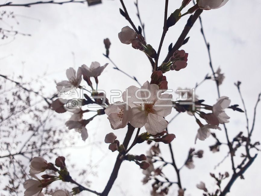 spring flowers,white flower,Cherry Blossom,plant,March flowers