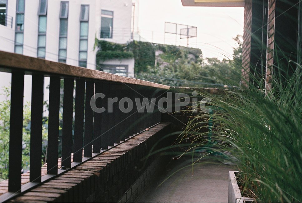 난간,식물,기다림,카페,필름사진,식물,자연,plants,nature