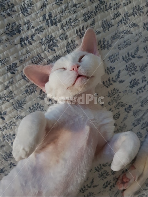 애묘,고양이,데본렉스,집고양이,희귀종