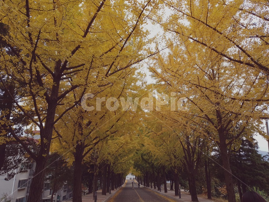 tree,나무,plant,식물,단풍,가을,계절,fall,autumn,season,tree trunk,나무 줄기
