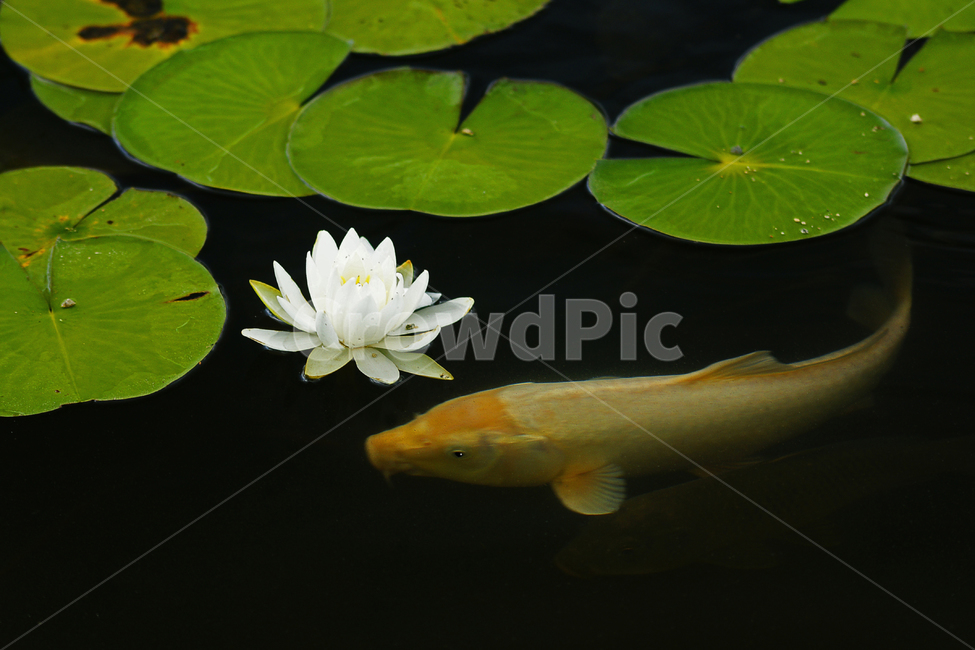 연꽃,비단잉어,연못,연꽃과비단잉어,행운,식물,자연,plants,nature,꽃,flower,동물,animal,어류,물고기,fish