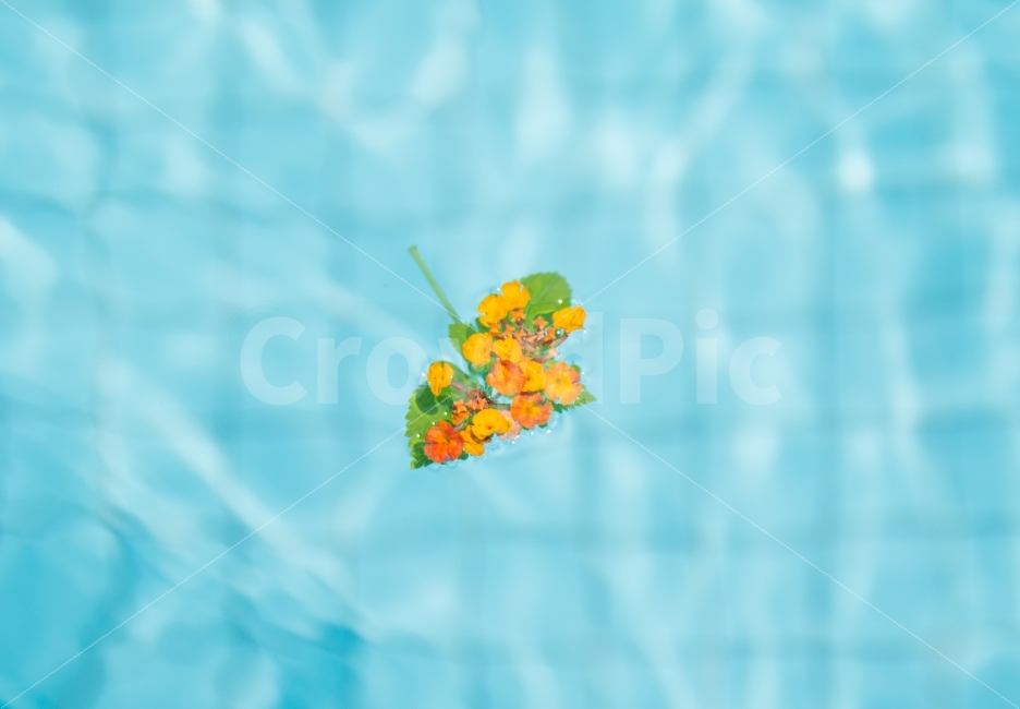 란타나,lantana,란타나꽃,꽃,수영장,수면,접촉,물,맑은,깨끗한,아기자기한,작은,앙증맞은,귀여운,예쁜,노란,물결,띄우기,flower,파란,시원한,꽃잎,표면장력,식물,자연,plants,nature,꽃,flower,색깔,색상,색채,색감,color sense,color sensitivity,feeling of color