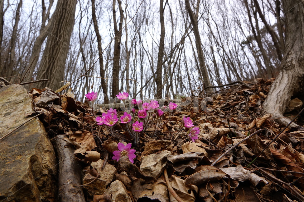 노루귀,야생화,홍노루귀,봄,숲,자연,풍경,nature,landscape,식물,plants,꽃,flower,plant,ground,바닥,blossom,geranium,제라늄