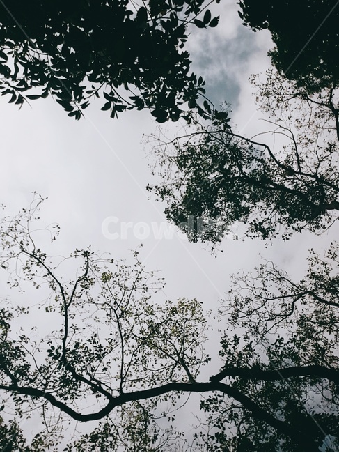 하늘,풍경,나무,구름,자연,자연,풍경,nature,landscape,tree,plant,식물,tree trunk,나무 줄기