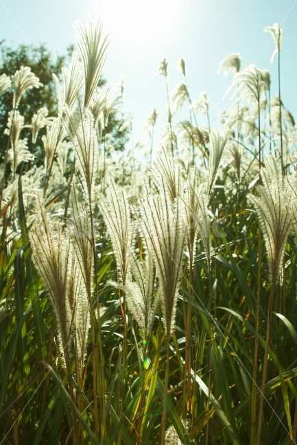 제주여행,가을,억새,일몰,휴식,여행,가을,계절,fall,autumn,season,식물,자연,plants,nature,감성,sensible,feeling,휴식,힐링,rest,relaxation,healing,plant,grass,잔디,food,음식