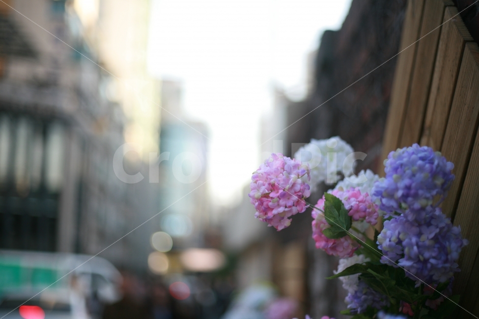 조화,수국,아웃포커싱,조형물,꽃,자연,길거리,담벼락,생화,식물,자연,plants,nature,꽃,flower