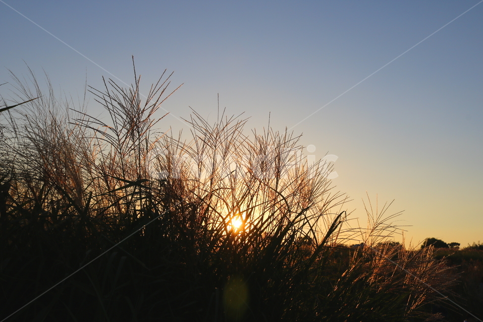 억새,억새풀,식물,자연,가을,벼과,태양,노을,석양,가을,계절,fall,autumn,season,plant,grass,잔디,nature,outdoors,옥외