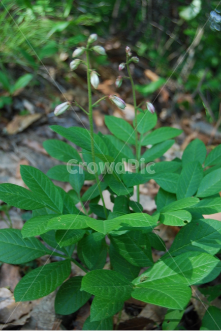 진악산,금산군,공원,탐방로,자연,식물,자연,plants,nature,꽃,flower