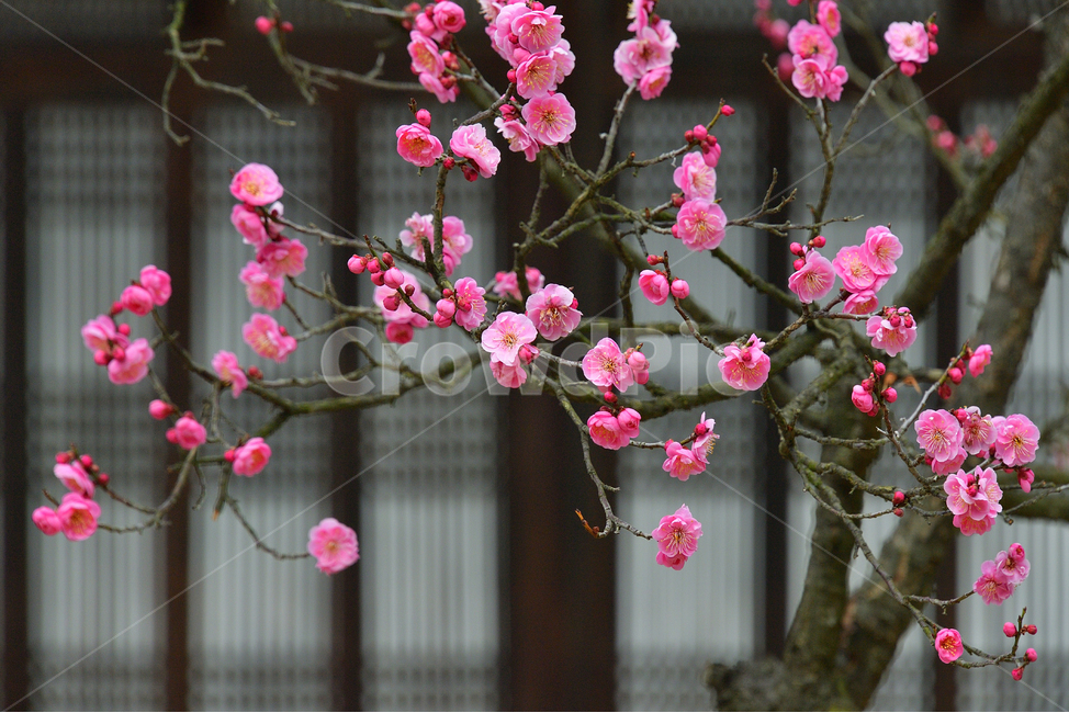 매화,매화꽃,봄꽃,봄,분홍,핑크,pink,식물,나무,spring,봄,계절,spring,season,식물,자연,plants,nature,꽃,flower,plant