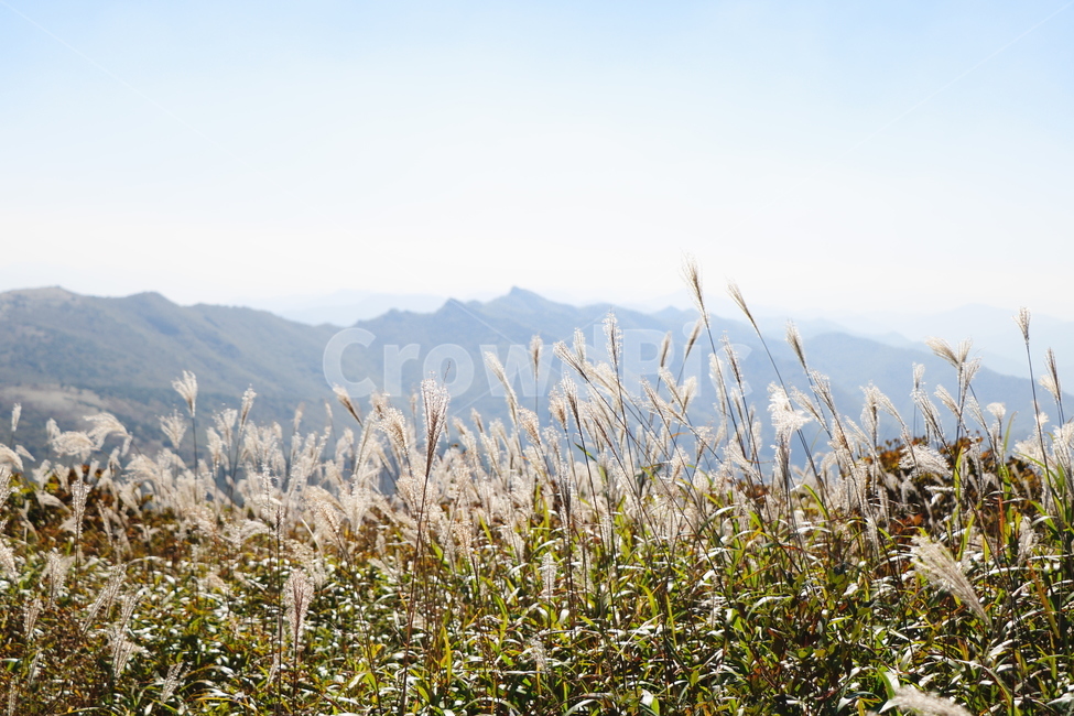 신불산,갈대,억새,갈대밭,억새밭,영남알프스,식물,가을,계절,fall,autumn,season,grass,잔디,plant,lawn
