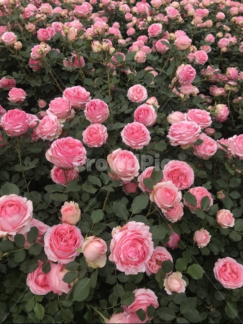 장미,장미꽃,장미꽃밭,장미꽃축제,핑크장미,분홍장미,rose
