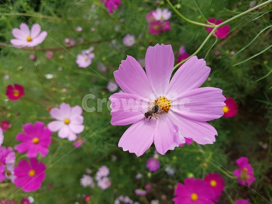 벌,bee,꿀벌,꽃,분홍색,flower,blossom,식물,자연,plants,nature,꽃,flower