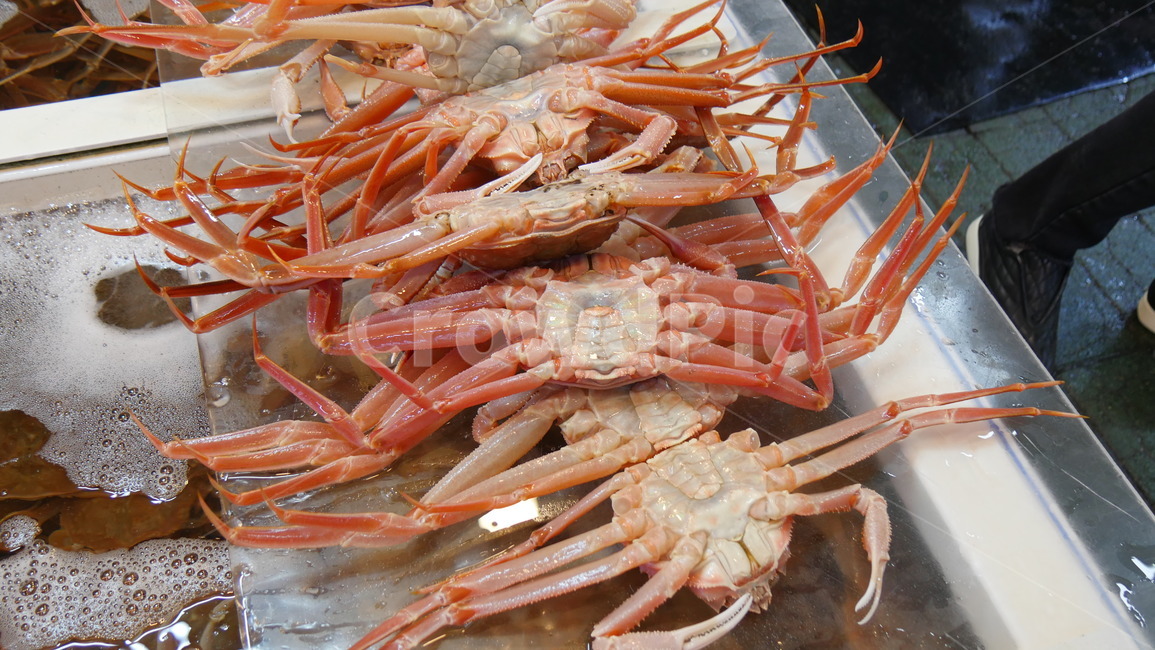대게,수산시장,해물,해양생물,수족관,수산물,해산물,fishery products,seafood