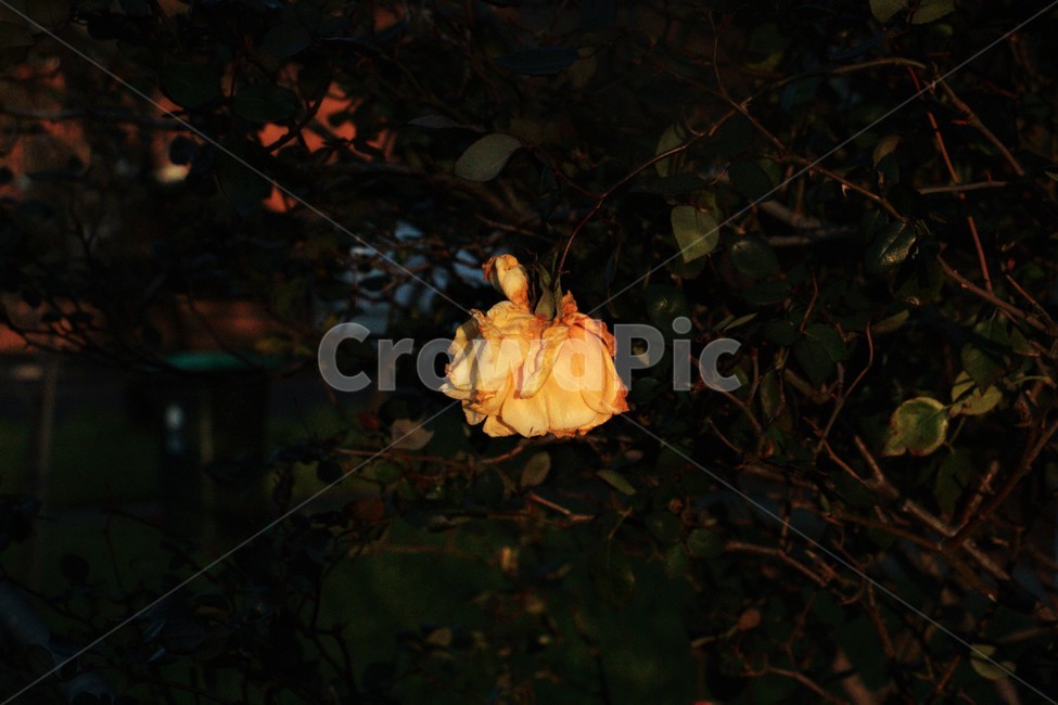 노란장미,장미,로즈,빈티지,가시,시들다,fade,yellowrose,rose,꽃,flower,vintage,감성