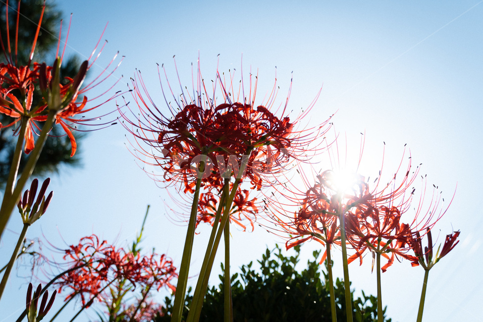 plant,식물,자연,힐링,들꽃,상사화