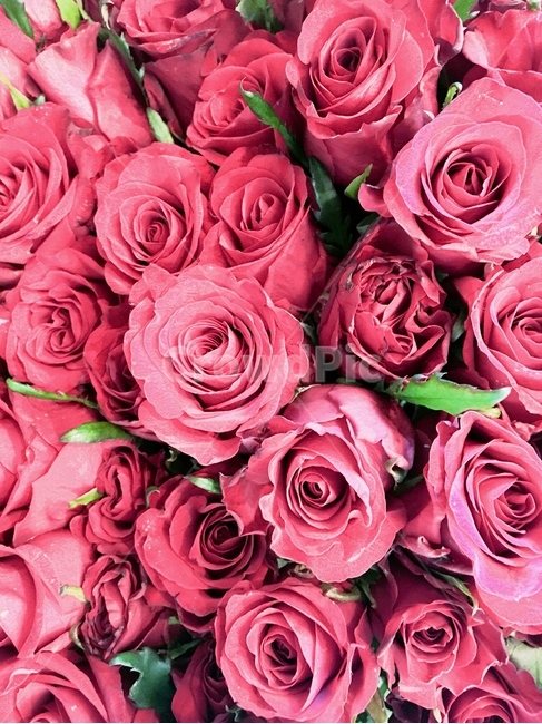 꽃,장미,flower,rose,flowers
