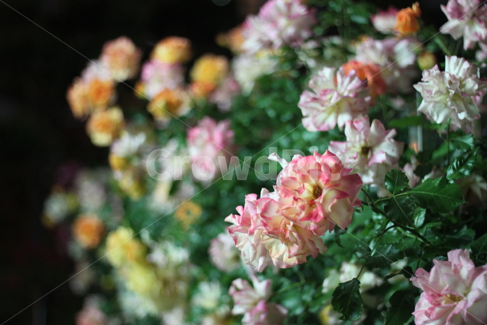 장미,꽃,봄꽃,flower,rose,핑크장미,노랑장미,정원,꽃밭,로맨틱,아름다움,화사함,꽃구경,배경이미지,장식,보케,아웃포커스,부드러운색감,야외촬영,자연,싱그러움,테라피,감성,휴식,축하,결혼식,꽃장식,생동감,정원가꾸기,식물,향기,분위기,부케,여름풍경,부드러운느낌,여행지,인생샷,감각적,밤풍경,잔잔함