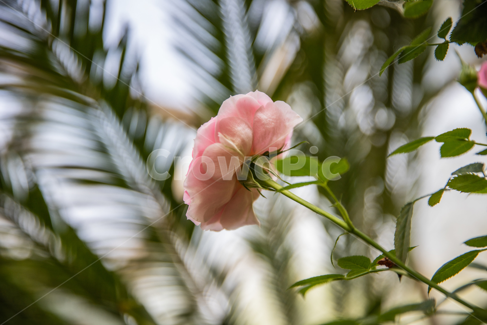 꽃,식물,plant,flower,blossom,식물,자연,plants,nature,꽃,flower
