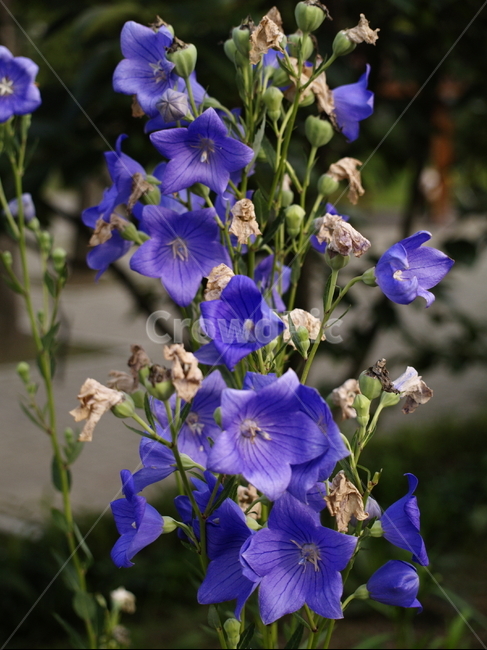 꽃,식물,flower,plant,blossom,식물,자연,plants,nature,꽃,flower