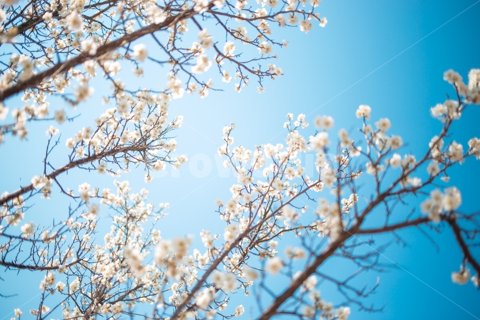 풍경,자연,스냅,꽃,매화,봄,계절,spring,season,식물,자연,plants,nature,꽃,flower,감성,sensible,feeling,plant,blossom