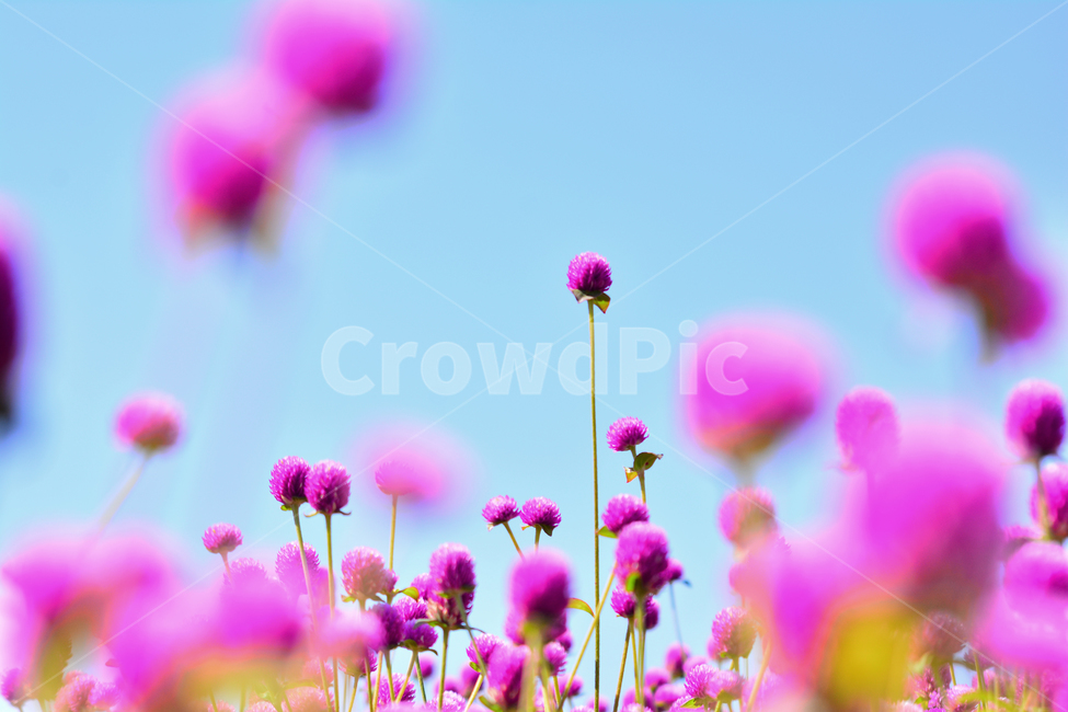atmosphere,pink,lyricism,dreamy,small flower,beautiful,Cheonilhong,fall,fall flowers,season,Emotion,bokeh of light,park,Phil,sensible,pretty,flowers,flower Festival,feeling,flower,emotion,background,bokeh,autumn