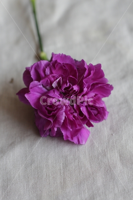 카네이션,꽃,꽃사진,플라워,flowers,꽃,flower,기념일,축하,anniversary,congratulation,celebrate,celebration