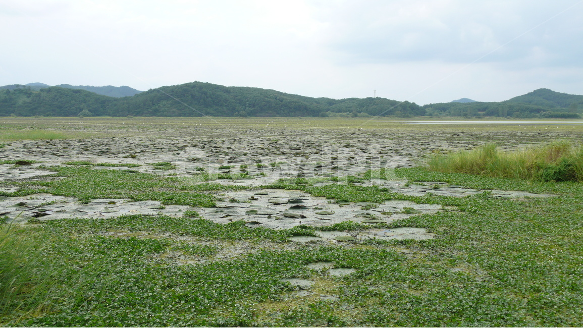 우포늪,자연,습지,내륙습지,창녕,자연,풍경,nature,landscape,한국자연풍경,한국자연경관,korea nature landscape,outdoors,옥외,land,땅,plateau,고원,field,들