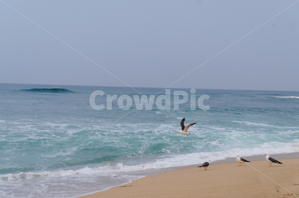바다,해변,파도,갈매기,동물,시원함,청럄감,자연,풍경,nature,landscape,해변,바다,beach,sea,동물,animal,조류,새,birds,outdoors,옥외,water,물,ocean,대양,bird,shoreline,해안선