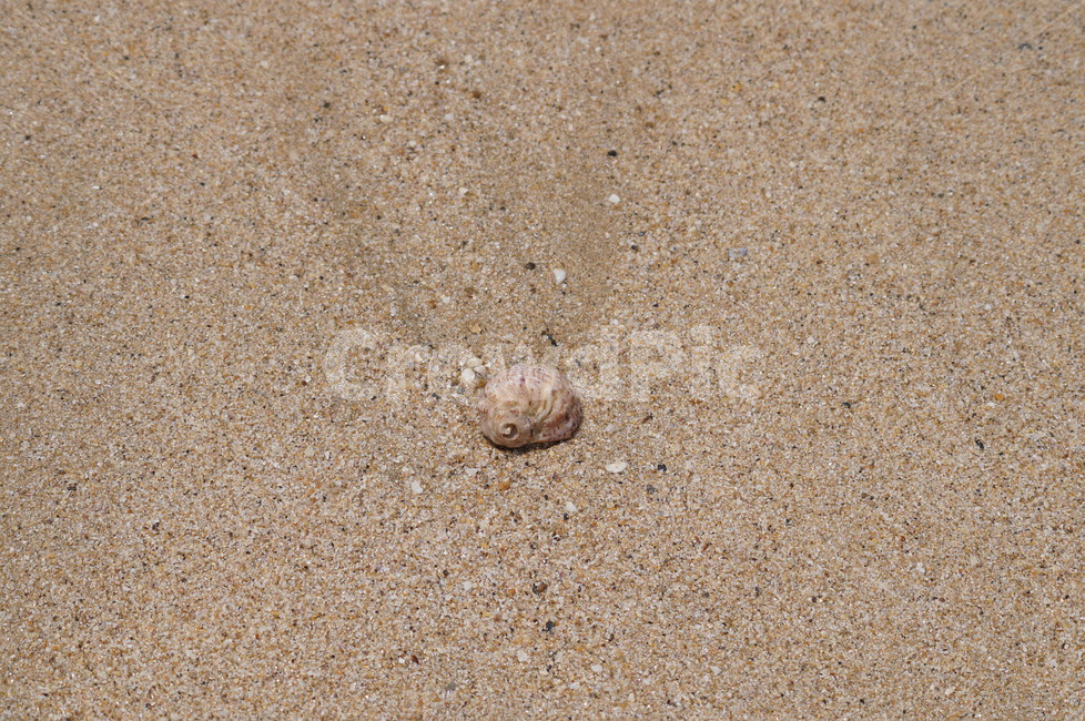 조가비,모래사장,바닷가,고둥,소라껍질,소라,모래,해변,바다,beach,sea