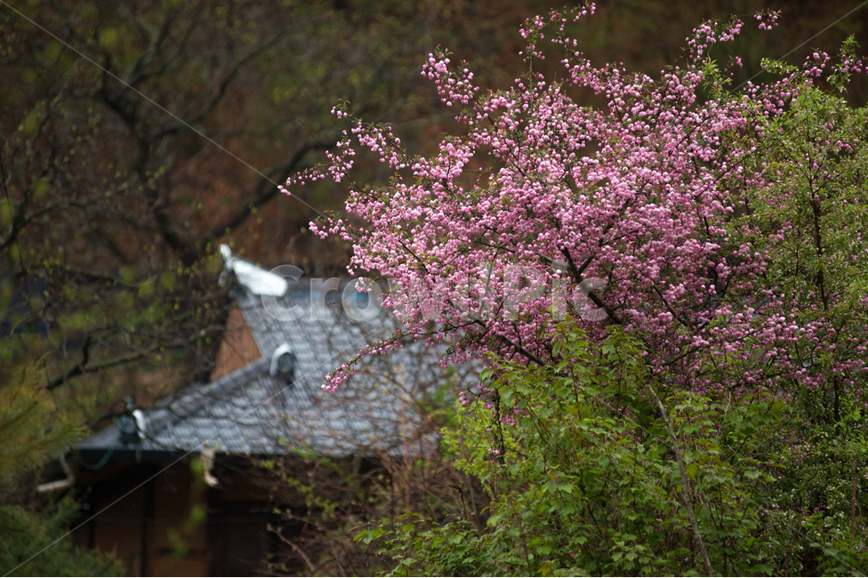 시골,홍매화,벗꽃,고향,봄,기와집,할머니,반가움,식물,자연,plants,nature,꽃,flower