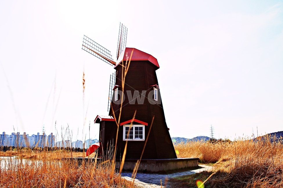 풍차,갈대,식물,자연,생태공원,풍경,배경,가을,계절,fall,autumn,season,자연,풍경,nature,landscape,machine,기계,engine,엔진,motor,모터