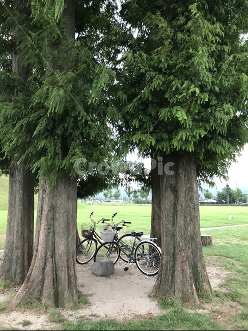 나무,자전거,나무줄기,tree,bike,bicycle,plant,treetrunk,자연,풍경,nature,landscape,식물,wheel,바퀴,machine,기계,tree trunk,나무 줄기,vehicle,차량,transportation,교통