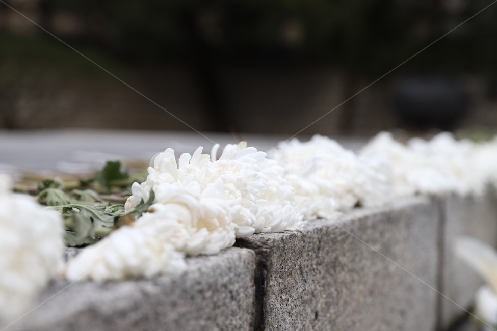 꽃,plant,식물,하얀색,flower,식물,자연,plants,nature,꽃,flower