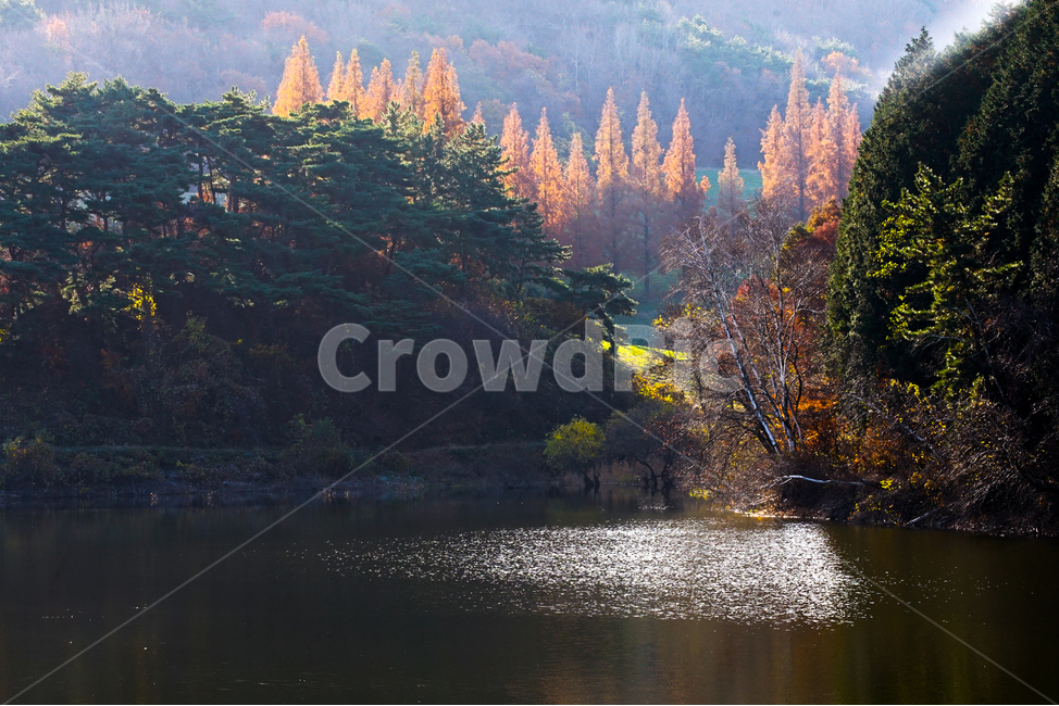 호수,가을,반영,투영,풍경,계절,단풍,나무,숲,가을,계절,fall,autumn,season,자연,풍경,nature,landscape,tree,plant,식물,fir,전나무