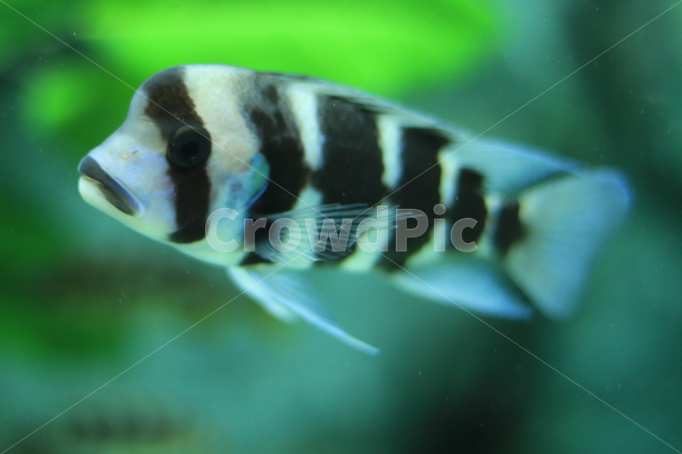 물고기,생선,열대어,담수어,관상용,관상어,water,물,aquatic,물의,코엑스,아쿠아리움,동물,animal,어류,물고기,fish