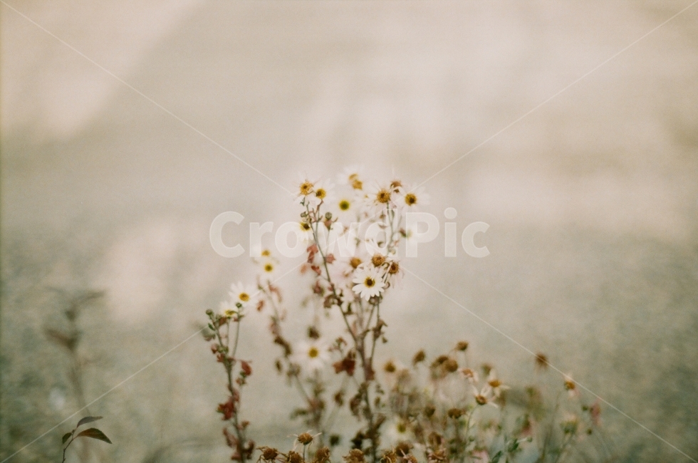 감성,꽃,식물,개망초,감성사진,필름,필름사진,식물,자연,plants,nature,꽃,flower,감성,sensible,feeling