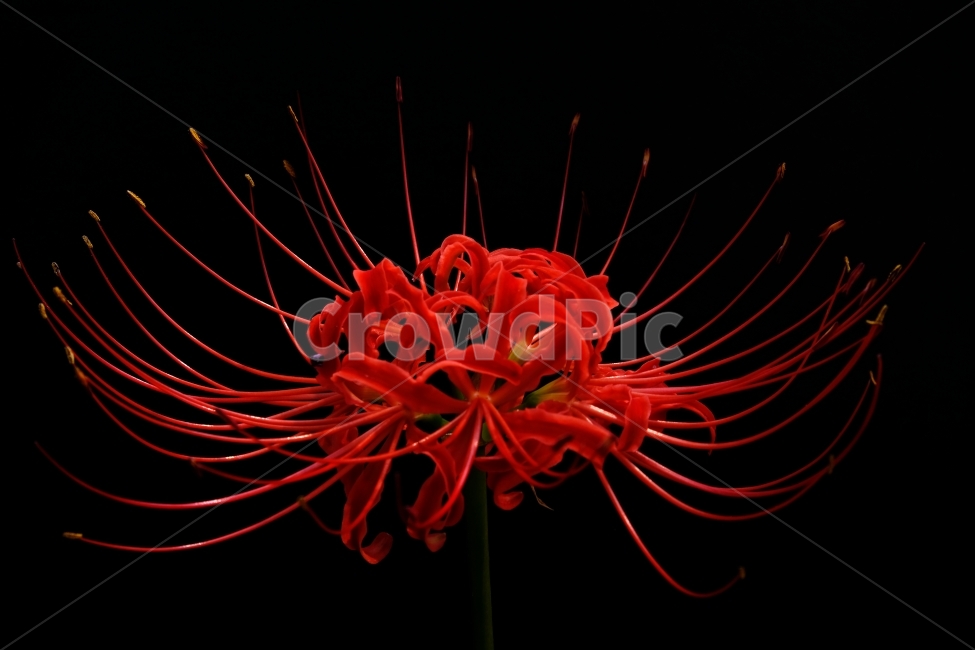 꽃,꽃무릇,감성사진,자연,몽환적인느낌,식물,자연,plants,nature,꽃,flower