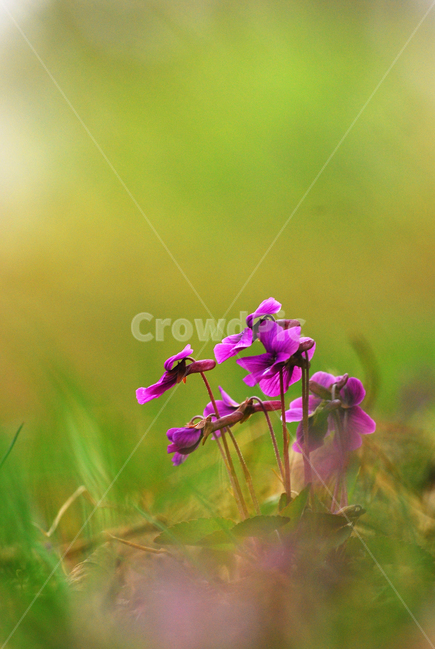 봄이미지,봄꽃,제비꽃,오랑캐꽃,보라색꽃,퍼플,자주색,purple,flowers,violet,macro,접사,클로즈업,그린,배경,예쁜,작은,pretty,아름다운,식물,초본,봄날,들꽃,야생화,봄,계절,spring,season,식물,자연,plants,nature,꽃,flower,geranium,제라늄,plant,blossom