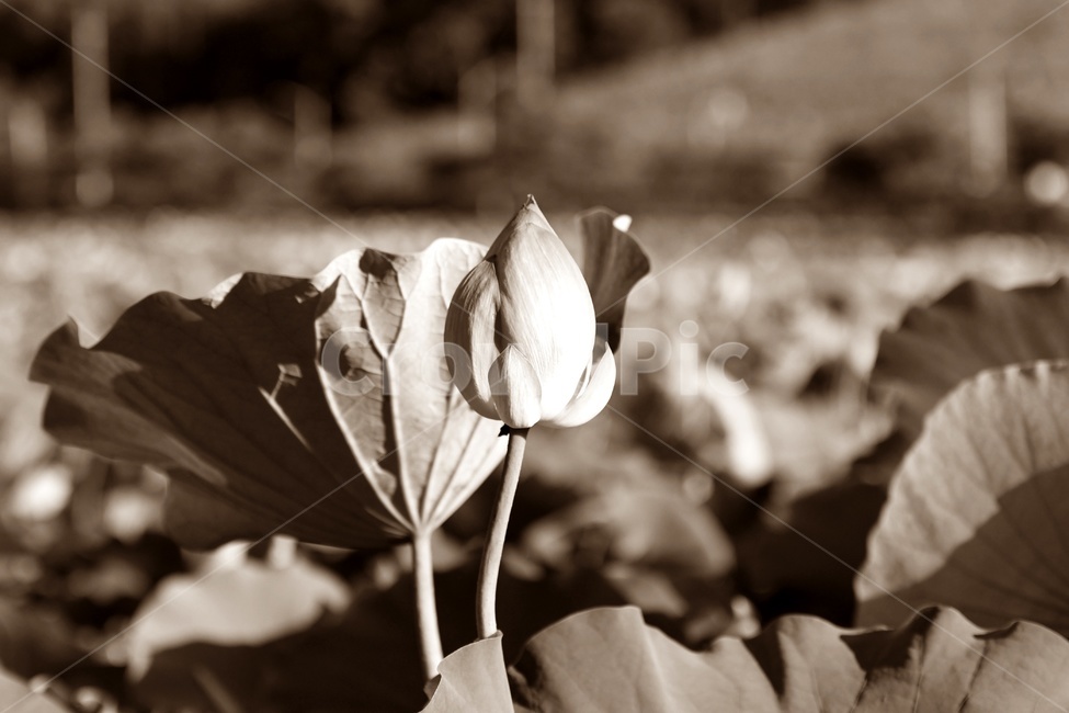 연못,수련,식물,자연,여름,정원,푸르른,물,수경식물,연못가,연못정원,plants,nature,연,연꽃,힐링,flower,감성,연잎,식물,자연,plants,nature,꽃,flower,흑백,모노톤,monochrome,black and white
