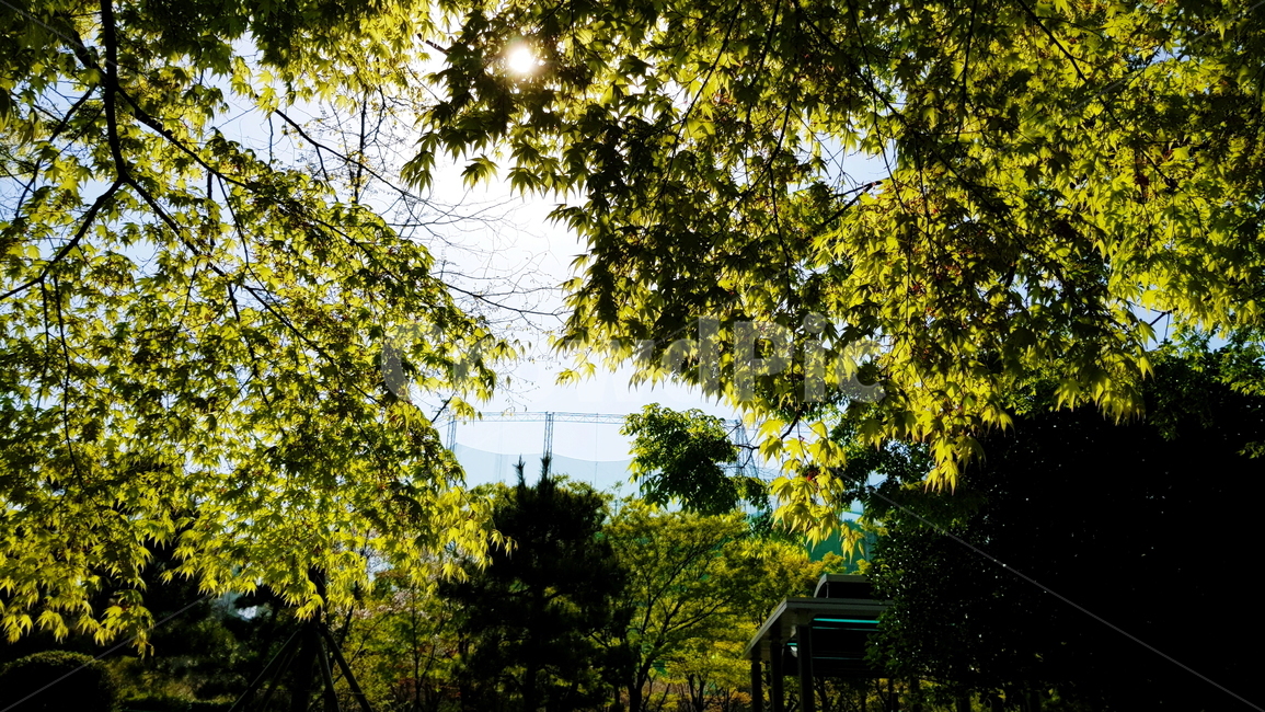 산책,가든,공원,잎사귀,나무,식물,자연,plants,nature