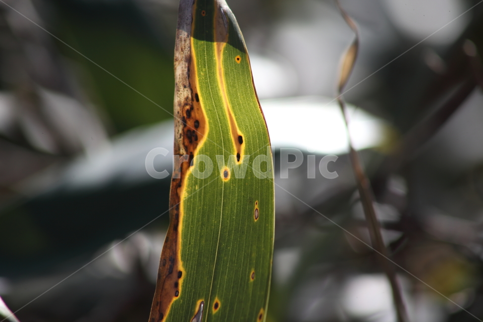 잎,대나무잎,조릿대,산대,leaf,산죽,식물,자연,plants,nature