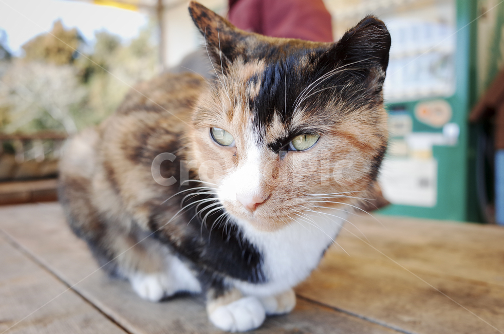 고양이,동물,포유류,얼룩고양이,삼색고양이,cat,animal,mammal,동물,animal,포유류,mammal,고양이,cat,kitten,kitty