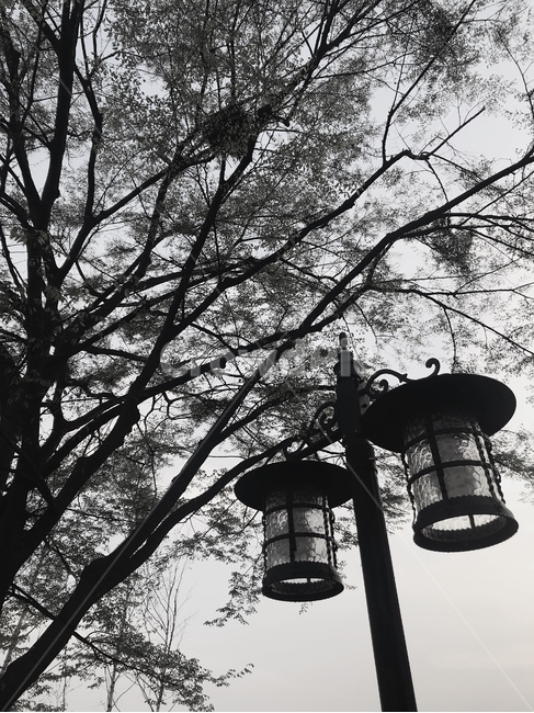 흑백,가로등,나무,고독함,배경,흑백,모노톤,monochrome,black and white
