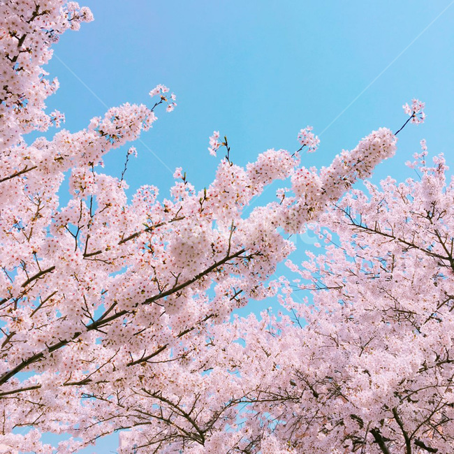 벚꽃,벚꽃축제,봄,낮,따스한,감성